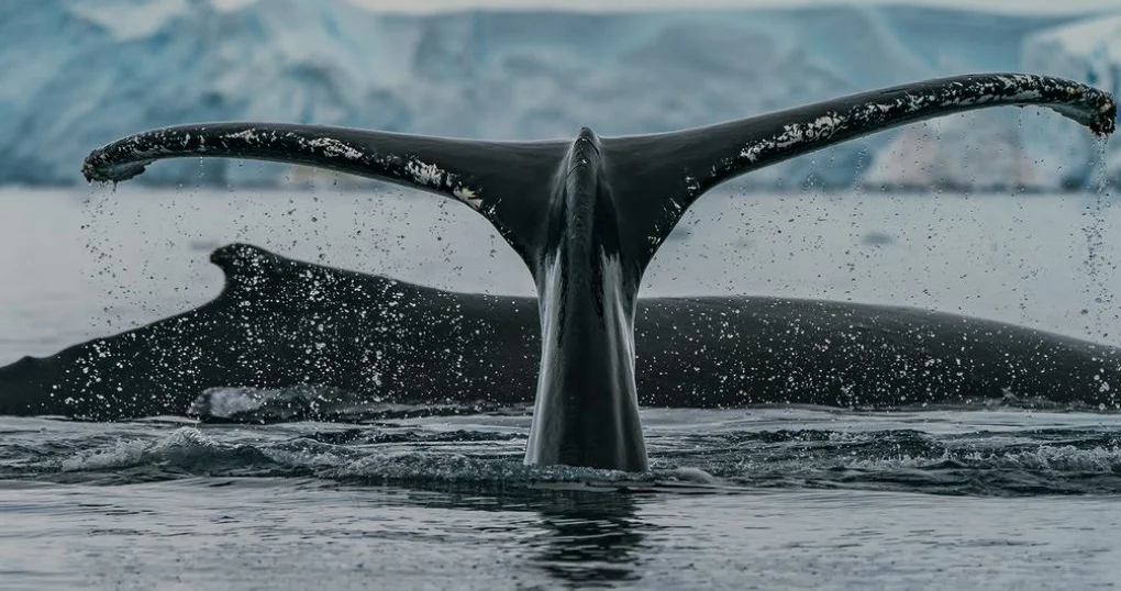 Parar la máquina de matar : Conservación y uso sostenible de la biodiversidad marina en alta mar