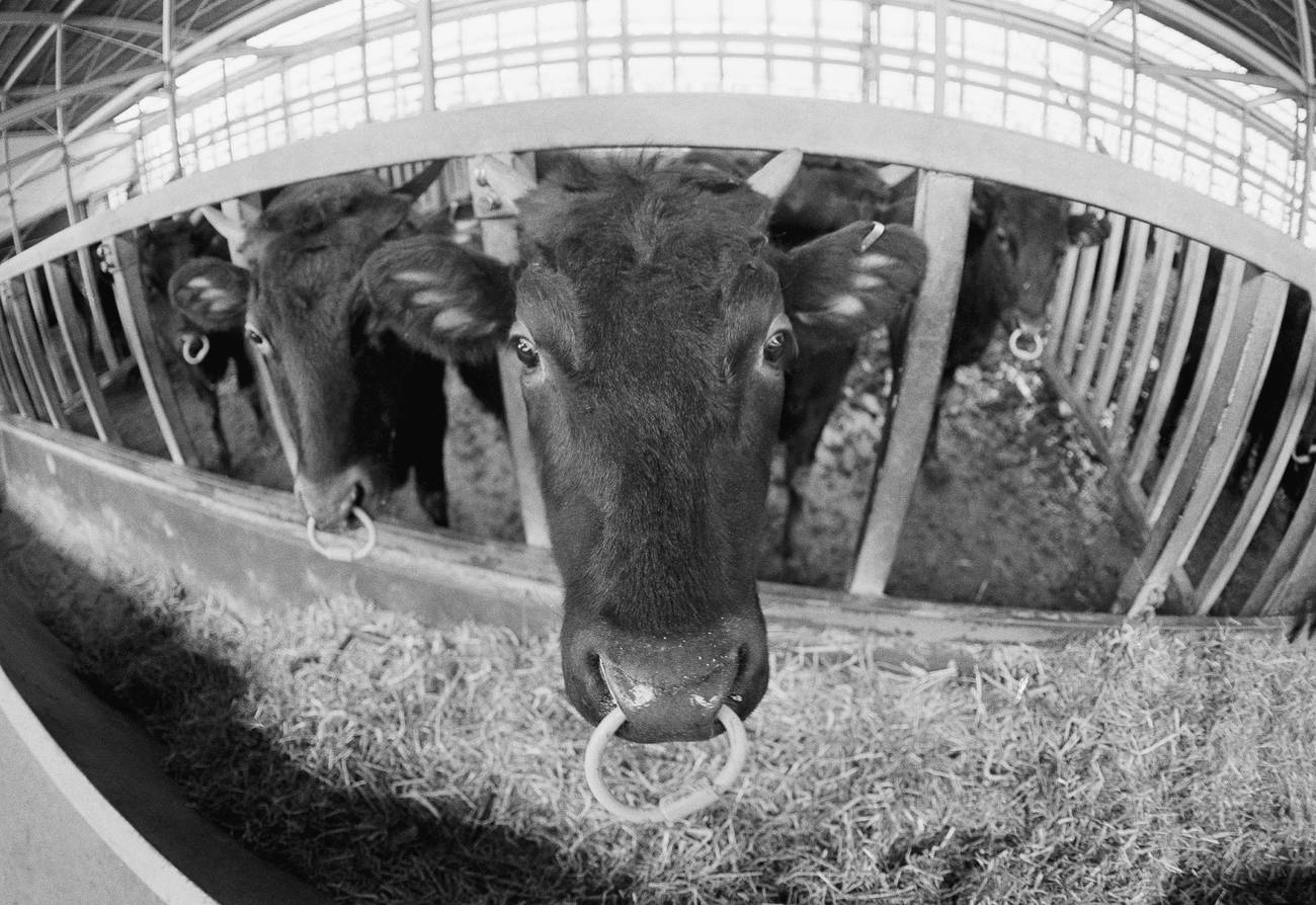 El peronismo y «el asadito de los domingos»