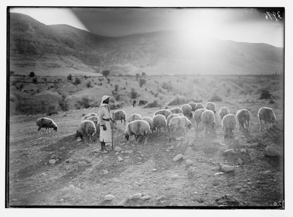 Las musha’a: Una forma palestina de tenencia de la tierra