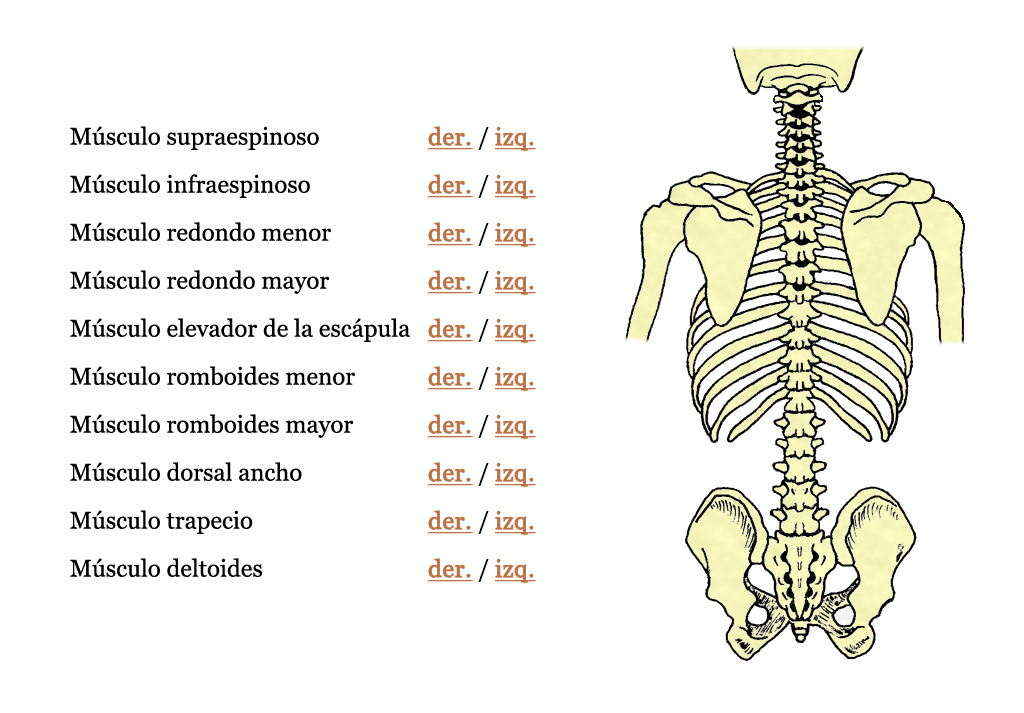 Queremos preguntar: ¿Qué vertebra la columna vertebral?