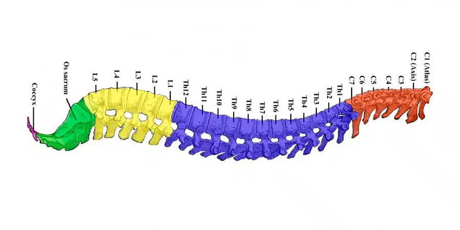 1ro. de mayo o ¿Qué vertebra la columna vertebral?